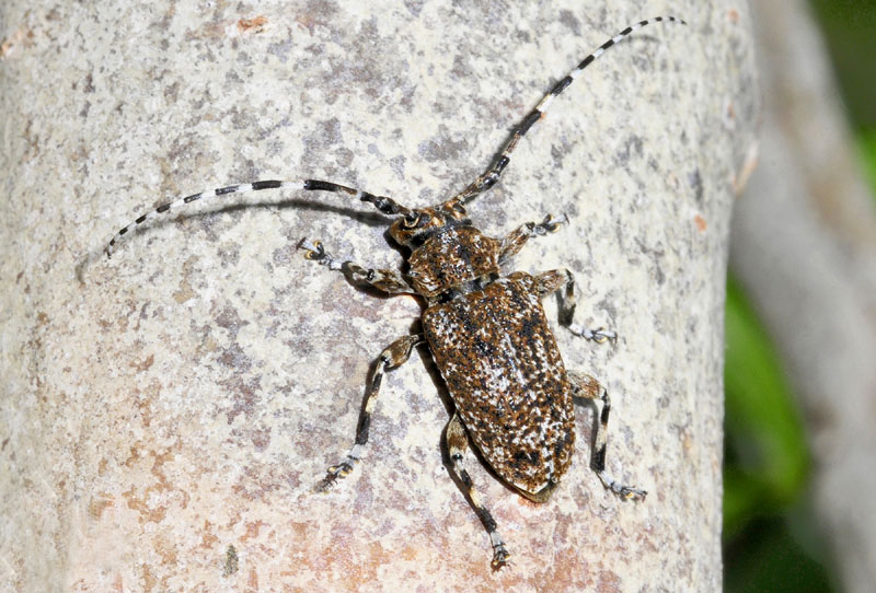 Cerambycidae dalla Grecia 4: Aegomorphus clavipes